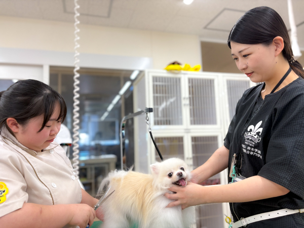 トリミング実習助手（トリマー・パート）